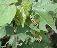 Crop protection Cotton